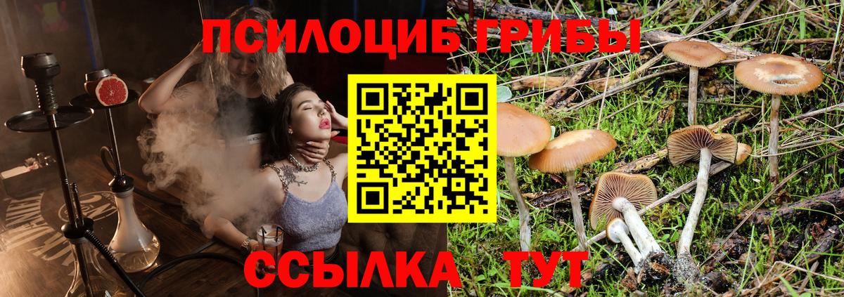 Заринск  Псилоцибиновые грибы Psilocybe  Вход с VPN 